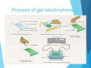 Process of gel electrophoresis
 