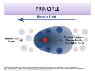 PRINCIPLE
http://www.google.co.in/imgres?imgurl=https://upload.wikimedia.org/wikipedia/commons/thumb/5/59/Motion_by_electrophoresis_of_a_charged_particle.svg/2000px-
Motion_by_electrophoresis_of_a_charged_particle.svg.png&imgrefurl=https://en.wikipedia.org/wiki/Electrophoresis&h=1067&w=2000&tbnid=h9vqGcPQsYsemM:&docid=A3tVN0ARtk-
hEM&ei=pxovVq3JD-HomAXjsrGACQ&tbm=isch&ved=0CB0QMygBMAFqFQoTCO24yoOE4sgCFWE0pgodY1kMkA
 