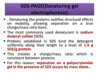 SDS-PAGE(Denaturing gel
electrophoresis)
 . Denaturing the proteins nullifies structural effects
on mobility, allowing separation on a true
charge/mass ratio basis.
 The most commonly used denaturant is sodium
dodecyl sulfate (SDS).
 Proteins solubilized in SDS bind the detergent
uniformly along their length to a level of 1.4 g
SDS/g protein.
 This creates a charge/mass ratio which is
consistent between proteins.
 For this reason, separation on a polyacrylamide
gel in the presence of SDS occurs by mass alone..
 
