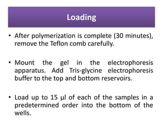 Loading
• After polymerization is complete (30 minutes),
remove the Teflon comb carefully.
• Mount the gel in the electrophoresis
apparatus. Add Tris-glycine electrophoresis
buffer to the top and bottom reservoirs.
• Load up to 15 μl of each of the samples in a
predetermined order into the bottom of the
wells.
 