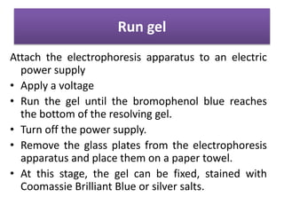 Run gel
Attach the electrophoresis apparatus to an electric
power supply
• Apply a voltage
• Run the gel until the bromophenol blue reaches
the bottom of the resolving gel.
• Turn off the power supply.
• Remove the glass plates from the electrophoresis
apparatus and place them on a paper towel.
• At this stage, the gel can be fixed, stained with
Coomassie Brilliant Blue or silver salts.
 