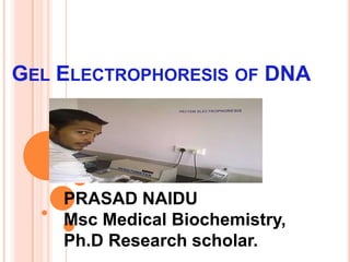 GEL ELECTROPHORESIS OF DNA
PRASAD NAIDU
Msc Medical Biochemistry,
Ph.D Research scholar.
 