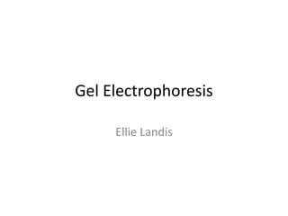 Gel Electrophoresis

     Ellie Landis
 