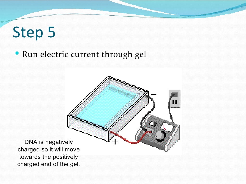 Gel electrophoresis power point may 23