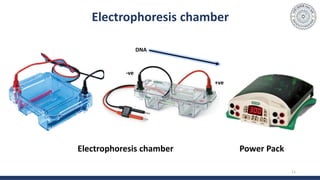 11
Electrophoresis chamber
Electrophoresis chamber Power Pack
+ve
-ve
DNA
 