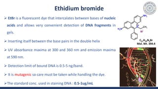 Ethidium bromide
 EtBr is a fluorescent dye that intercalates between bases of nucleic
acids and allows very convenient detection of DNA fragments in
gels.
 Inserting itself between the base pairs in the double helix
 UV absorbance maxima at 300 and 360 nm and emission maxima
at 590 nm.
 Detection limit of bound DNA is 0.5-5 ng/band.
 It is mutagenic so care must be taken while handling the dye.
The standard conc. used in staining DNA : 0.5-1ug/mL 15
C21H20N3Br
Mol. Wt. 394.4
 