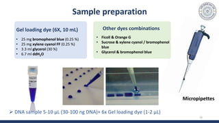 Sample preparation
 DNA sample 5-10 µL (30-100 ng DNA)+ 6x Gel loading dye (1-2 µL)
18
Gel loading dye (6X, 10 mL)
• 25 mg bromophenol blue (0.25 %)
• 25 mg xylene cyanol FF (0.25 %)
• 3.3 ml glycerol (30 %)
• 6.7 ml ddH2O
Other dyes combinations
• Ficoll & Orange G
• Sucrose & xylene cyanol / bromophenol
blue
• Glycerol & bromophenol blue
Micropipettes
 