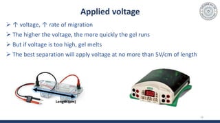Applied voltage
 ↑ voltage, ↑ rate of migration
 The higher the voltage, the more quickly the gel runs
 But if voltage is too high, gel melts
 The best separation will apply voltage at no more than 5V/cm of length
19
Length (cm)
 