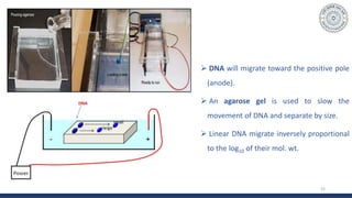  DNA will migrate toward the positive pole
(anode).
 An agarose gel is used to slow the
movement of DNA and separate by size.
 Linear DNA migrate inversely proportional
to the log10 of their mol. wt.
22
 