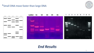 End Results
*Small DNA move faster than large DNA
23
Ladder S1 S2 S3 S4 S5
 
