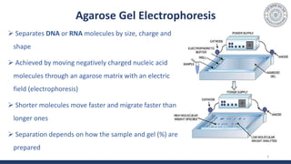 Agarose Gel Electrophoresis
 Separates DNA or RNA molecules by size, charge and
shape
 Achieved by moving negatively charged nucleic acid
molecules through an agarose matrix with an electric
field (electrophoresis)
 Shorter molecules move faster and migrate faster than
longer ones
 Separation depends on how the sample and gel (%) are
prepared
3
 