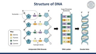 Structure of DNA
5
S
S
S
S
P
P
P
P
5’ 3’
5’ 3’
 
