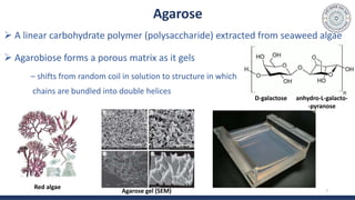 Agarose
 A linear carbohydrate polymer (polysaccharide) extracted from seaweed algae
 Agarobiose forms a porous matrix as it gels
– shifts from random coil in solution to structure in which
chains are bundled into double helices
7
D-galactose anhydro-L-galacto-
-pyranose
Red algae
Agarose gel (SEM)
 