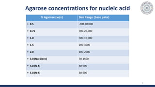 Agarose concentrations for nucleic acid
9
% Agarose (w/v) Size Range (base pairs)
• 0.5 200-30,000
• 0.75 700-20,000
• 1.0 500-10,000
• 1.5 200-3000
• 2.0 100-2000
• 3.0 (Nu-Sieve) 70-1500
• 4.0 (N-S) 40-900
• 5.0 (N-S) 30-600
 