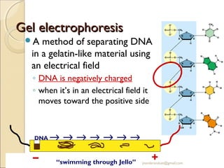 Gel electrophoresis
A

method of separating DNA
in a gelatin-like material using
an electrical field
◦ DNA is negatively charged
◦ when it’s in an electrical field it
moves toward the positive side

DNA

–

→→→→→→→
“swimming through Jello”

+

jitenderanduat@gmail.com

 