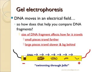 Gel electrophoresis
DNA

moves in an electrical field…

◦ so how does that help you compare DNA
fragments?
 size of DNA fragment affects how far it travels
 small pieces travel farther
 large pieces travel slower & lag behind
DNA

–

→→→→→→→
“swimming through Jello”

+

jitenderanduat@gmail.com

 