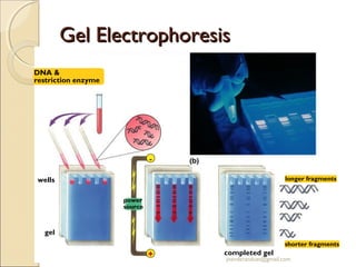 Gel Electrophoresis
DNA &
restriction enzyme

longer fragments

wells
power
source

gel
shorter fragments

+

completed gel

jitenderanduat@gmail.com

 