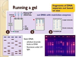 fragments of DNA
separate out based
on size

Running a gel

cut DNA with restriction enzymes

1

2

3

Stain DNA
◦ ethidium bromide
binds to DNA
◦ fluoresces under UV
light
jitenderanduat@gmail.com

 
