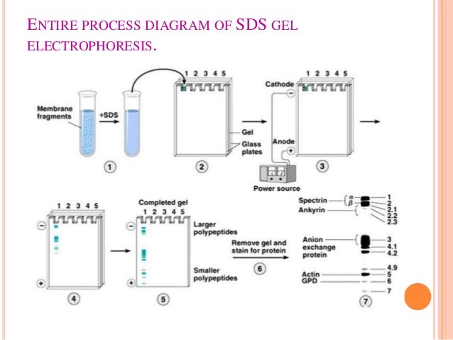 How to label a gel electrophoresis image