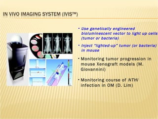 Monitoring tumor progression in mouse Xenograft models (M. Giovannini) Monitoring course of  NTHi  infection in OM (D. Lim) Use genetically engineered bioluminescent vector to light up cells (tumor or bacteria) Inject “lighted-up” tumor (or bacteria) in mouse 