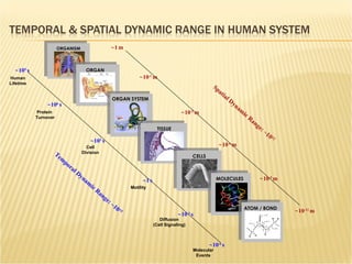 Spatial Dynamic Range: ~10 12   ~ 10 -12  m ~ 10 -9  m ~ 10 -6  m ~ 1   m ~ 10 -2  m ~ 10 -1  m Temporal Dynamic Range: ~10 15   ~ 10 -6  s ~ 10 -3  s ~ 1   s ~ 10 3  s ~ 10 6  s ~ 10 9  s Molecular Events Diffusion (Cell Signaling) Motility Cell Division Protein  Turnover Human Lifetime ORGANISM ORGAN ORGAN SYSTEM TISSUE CELLS MOLECULES ATOM / BOND 