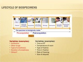 Variables (examples): Antibiotics Other drugs Type of anesthesia Duration of anesthesia Others? Variables (examples): Time at RT Temperature of room Type of fixative Time in fixative Rate of freezing Size of aliquots 