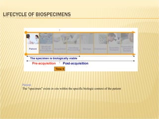 Patient The “specimen” exists  in situ  within the specific biologic context of the patient 