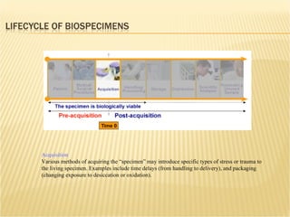 Acquisition Various methods of acquiring the “specimen” may introduce specific types of stress or trauma to the living specimen. Examples include time delays (from handling to delivery), and packaging (changing exposure to desiccation or oxidation). 
