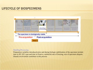 Handling/Processing Preparation variables introduced prior and during biologic stabilization of the specimen include: time @ RT, RT, type and time in fixative, method & rate of freezing, size of specimen aliquots. Human involvement contribute to this process. 