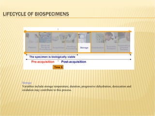 Storage Variables include storage temperature, duration, progressive dehydration, desiccation and oxidation may contribute to this process. 