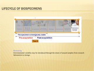 Restocking Environmental variables may be introduced through the return of unused samples from research laboratories to storage. 