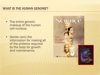 The entire genetic makeup of the human cell nucleus. Genes carry the information for making all of the proteins required by the body for growth and maintenance. 