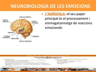 L’AMÍGDALA : el seu paper principal és el processament i emmagatzematge de reaccions emocionals NEUROBIOLOGIA DE LES EMOCIONS 