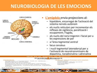 L'amígdala   envia projeccions al: hipotàlem, encarregat de l'activació del sistema nerviós autònom els nuclis reticulars per incrementar els reflexos de vigilància, paralització i escapament / fugida,  als nuclis del nervi trigemin i facial per a les expressions de por a l'àrea tegmental ventral  locus ceruleus i nucli tegmental laterodorsal per a l'activació de neurotransmissors de dopamina, noradrenalina i adrenalina  NEUROBIOLOGIA DE LES EMOCIONS 