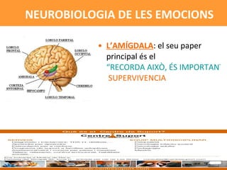 L’AMÍGDALA : el seu paper principal és el  “RECORDA AIXÒ, ÉS IMPORTANT!”  SUPERVIVENCIA NEUROBIOLOGIA DE LES EMOCIONS 