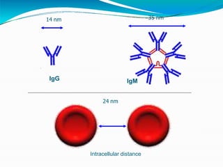 14 nm 35 nm
24 nm
IgG IgM
Intracellular distance
 