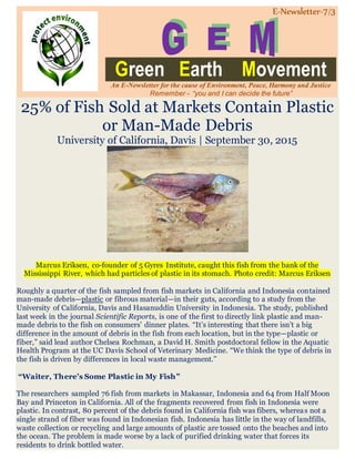 E-Newsletter-7/3
Green Earth Movement
An E-Newsletter for the cause of Environment, Peace, Harmony and Justice
Remember - “you and I can decide the future”
25% of Fish Sold at Markets Contain Plastic
or Man-Made Debris
University of California, Davis | September 30, 2015
Marcus Eriksen, co-founder of 5 Gyres Institute, caught this fish from the bank of the
Mississippi River, which had particles of plastic in its stomach. Photo credit: Marcus Eriksen
Roughly a quarter of the fish sampled from fish markets in California and Indonesia contained
man-made debris—plastic or fibrous material—in their guts, according to a study from the
University of California, Davis and Hasanuddin University in Indonesia. The study, published
last week in the journal Scientific Reports, is one of the first to directly link plastic and man-
made debris to the fish on consumers’ dinner plates. “It’s interesting that there isn’t a big
difference in the amount of debris in the fish from each location, but in the type—plastic or
fiber,” said lead author Chelsea Rochman, a David H. Smith postdoctoral fellow in the Aquatic
Health Program at the UC Davis School of Veterinary Medicine. “We think the type of debris in
the fish is driven by differences in local waste management.”
“Waiter, There’s Some Plastic in My Fish”
The researchers sampled 76 fish from markets in Makassar, Indonesia and 64 from Half Moon
Bay and Princeton in California. All of the fragments recovered from fish in Indonesia were
plastic. In contrast, 80 percent of the debris found in California fish was fibers, whereas not a
single strand of fiber was found in Indonesian fish. Indonesia has little in the way of landfills,
waste collection or recycling and large amounts of plastic are tossed onto the beaches and into
the ocean. The problem is made worse by a lack of purified drinking water that forces its
residents to drink bottled water.
 