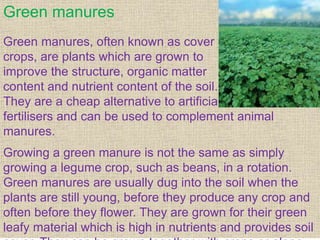 Green manures
Green manures, often known as cover
crops, are plants which are grown to
improve the structure, organic matter
content and nutrient content of the soil.
They are a cheap alternative to artificial
fertilisers and can be used to complement animal
manures.
Growing a green manure is not the same as simply
growing a legume crop, such as beans, in a rotation.
Green manures are usually dug into the soil when the
plants are still young, before they produce any crop and
often before they flower. They are grown for their green
leafy material which is high in nutrients and provides soil
 