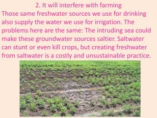 2. It will interfere with farming
Those same freshwater sources we use for drinking
also supply the water we use for irrigation. The
problems here are the same: The intruding sea could
make these groundwater sources saltier. Saltwater
can stunt or even kill crops, but creating freshwater
from saltwater is a costly and unsustainable practice.
 
