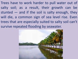 Trees have to work harder to pull water out of
salty soil; as a result, their growth can be
stunted — and if the soil is salty enough, they
will die, a common sign of sea level rise. Even
trees that are especially suited to salty soil can't
survive repeated flooding by seawater.
 