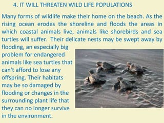 4. IT WILL THREATEN WILD LIFE POPULATIONS
Many forms of wildlife make their home on the beach. As the
rising ocean erodes the shoreline and floods the areas in
which coastal animals live, animals like shorebirds and sea
turtles will suffer. Their delicate nests may be swept away by
flooding, an especially big
problem for endangered
animals like sea turtles that
can't afford to lose any
offspring. Their habitats
may be so damaged by
flooding or changes in the
surrounding plant life that
they can no longer survive
in the environment.
 