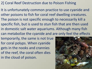 2] Coral Reef Destruction due to Poison Fishing
It is unfortunately common practice to use cyanide and
other poisons to fish for coral reef dwelling creatures.
The poison is not specific enough to necessarily kill a
specific fish, but is used to stun fish that are then used
in domestic salt water aquariums. Although many fish
can metabolize the cyanide and are only feel the effects
temporarily, the same is not true
for coral polyps. When cyanide
gets in the nooks and crannies
of the reef, the coral often dies
in the cloud of poison.
 