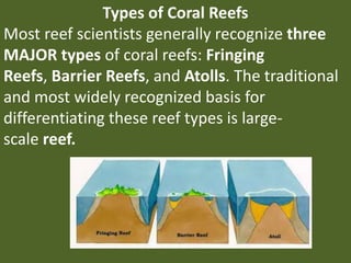 Types of Coral Reefs
Most reef scientists generally recognize three
MAJOR types of coral reefs: Fringing
Reefs, Barrier Reefs, and Atolls. The traditional
and most widely recognized basis for
differentiating these reef types is large-
scale reef.
 