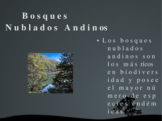     B o s q u e s                  
N u b l a d o s   A n d i n os
                                    L o s   b o s q u e s    
                                       n u b l a d o s         
                                       a n d i n o s   s o n   
                                       l o s   m á s  ricos   
                                       e n   b i o d i v e r s 
                                       i d a d   y   p o s e e 
                                       e l   m a y o r   n ú 
                                       m e r o   d e   e s p 
                                       e c i e s   e n d é m 
                                       i c a s
                      
 
