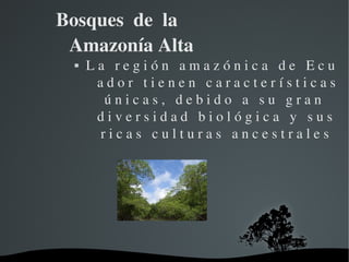Bosques  de  la       
 Amazonía Alta
       L a   r e g i ó n   a m a z ó n i c a   d e   E c u 
          a d o r   t i e n e n   c a r a c t e r í s t i c a s 
            ú n i c a s ,   d e b i d o   a   s u   g r a n   
          d i v e r s i d a d   b i o l ó g i c a   y   s u s  
           r i c a s   c u l t u r a s   a n c e s t r a l e s




                     
 