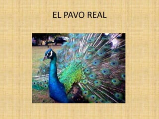 EL PAVO REAL