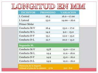 INCISIVOS          PROMEDIO          VARIACION
I. Central                 16.5        16.0 --17.00
I. Lateral                 15.0        14.00 – 16.0
Primer Molar
Conducto M-V               16.4         15.0 – 17.0
Conducto M-L               14.2         9.0 – 15.0
Conducto D-V               13.1         12.0 – 15.0
Conducto D-L               12.7         10.0 – 15.0

Segundo M.
Conducto M-V                   15.8     13.0 – 17.0
Conducto M-L                   14.4     11.0 – 16.0
Conducto D-V                   14.9     13.0 – 16.0
Conducto D-L                   14.9     12.0 – 16.0
Distancia de la Superf.
Oclusal al piso de la cámara    5.79     5.0 – 6.0
 