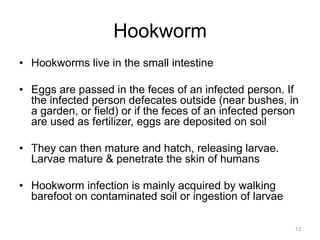 Hookworm
•  Hookworms live in the small intestine
•  Eggs are passed in the feces of an infected person. If
the infected person defecates outside (near bushes, in
a garden, or field) or if the feces of an infected person
are used as fertilizer, eggs are deposited on soil
•  They can then mature and hatch, releasing larvae.
Larvae mature & penetrate the skin of humans
•  Hookworm infection is mainly acquired by walking
barefoot on contaminated soil or ingestion of larvae
13

 
