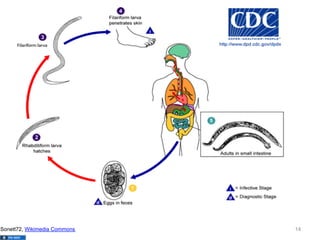 Sonett72, Wikimedia Commons

14

 