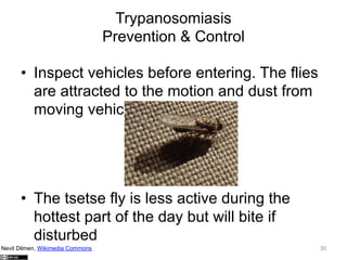 Trypanosomiasis
Prevention & Control
•  Inspect vehicles before entering. The flies
are attracted to the motion and dust from
moving vehicles

•  The tsetse fly is less active during the
hottest part of the day but will bite if
disturbed
Nevit Dilmen, Wikimedia Commons

30

 